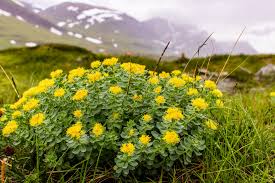 rhodiola rosea and its modern benefits for you