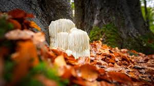 Lions Mane Mushroom UK