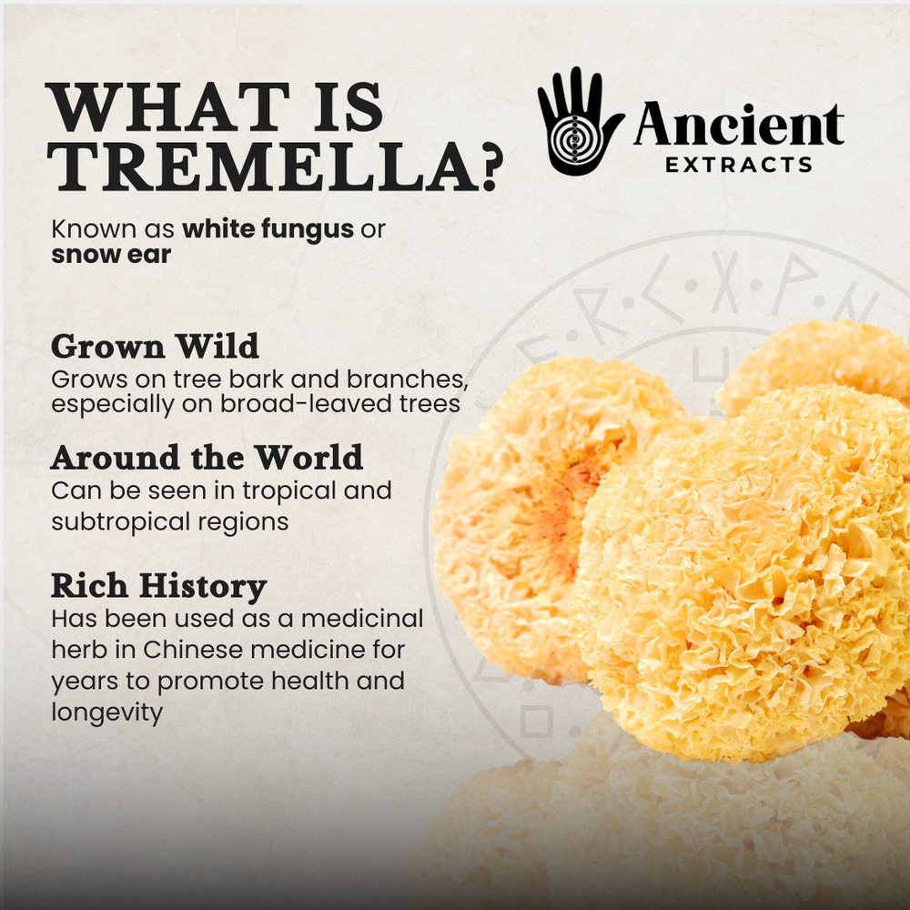 
                  
                    Tremella Mushroom Organic Extract 30% Beta Glucans (60g)
                  
                